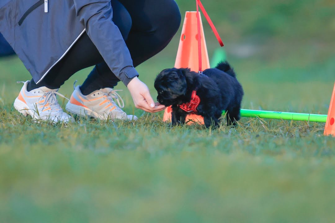 Puppy-inloop (GEEN LES I.V.M. MEIVAKANTIE)