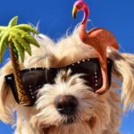 GEEN PUPPY-INLOOP I.V.M. ZOMERVAKANTIE
