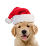 Kerstvakantie (25 december t/m 7 januari)