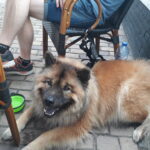 START Cursus Huishond