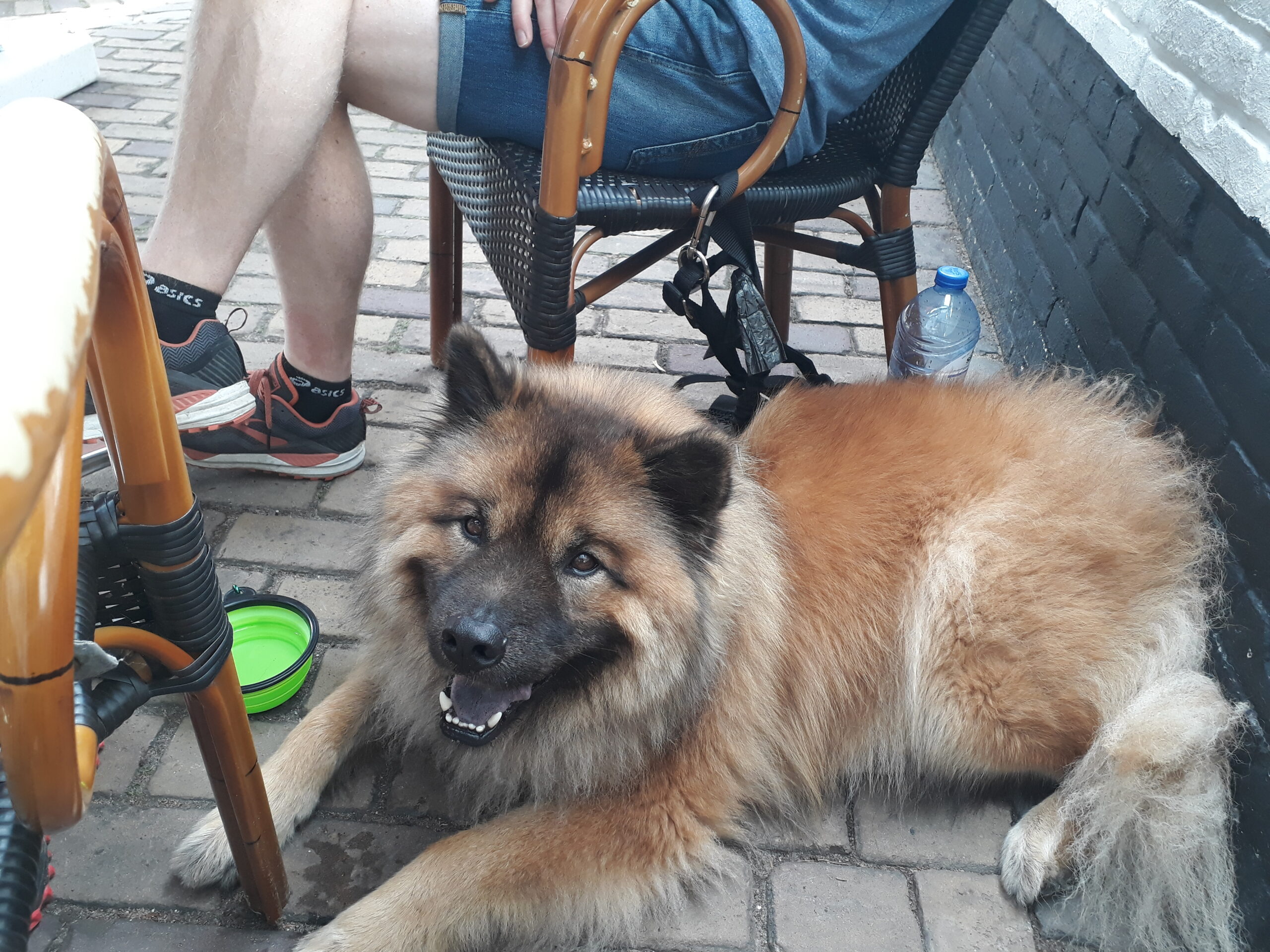 START Cursus Huishond